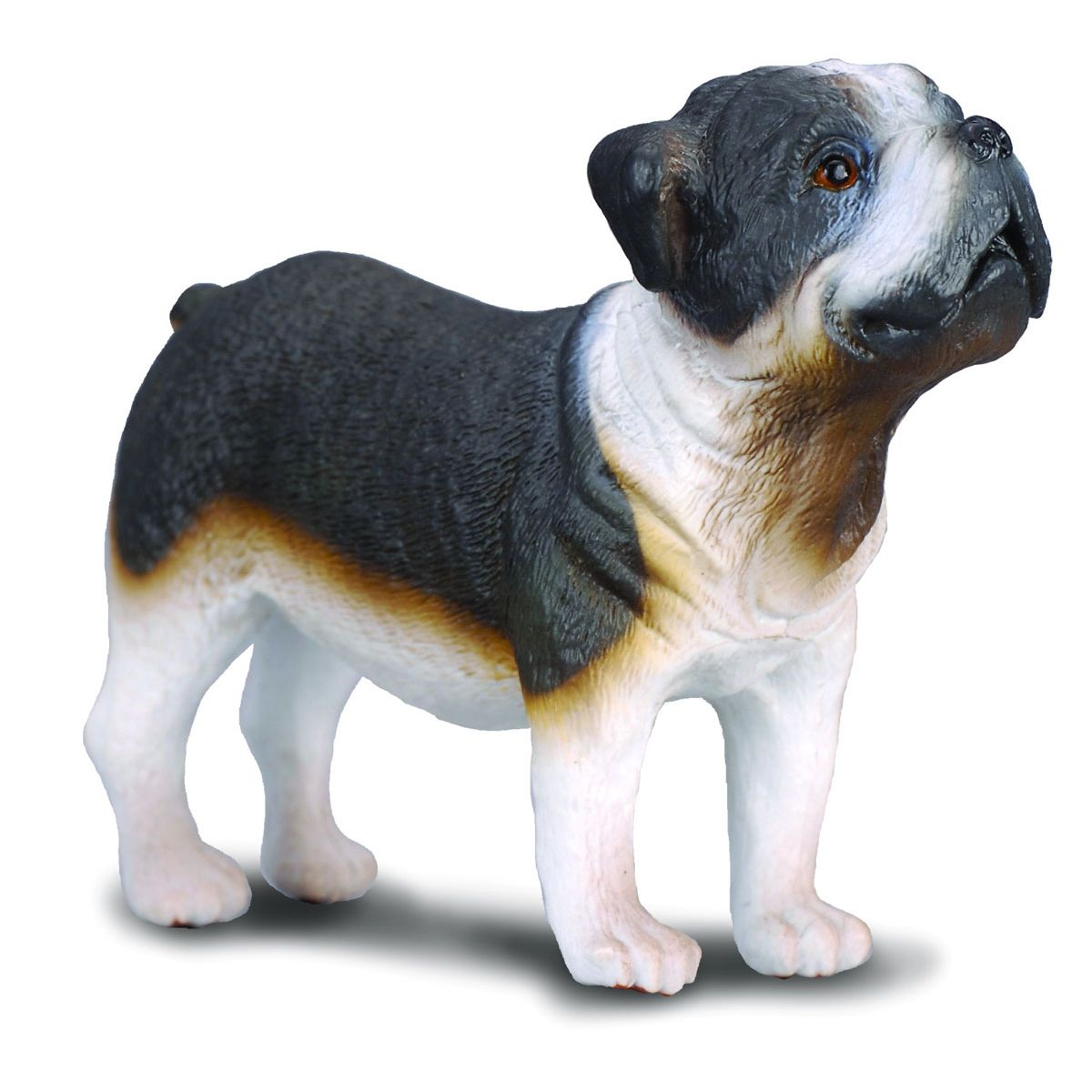 Bull Dog