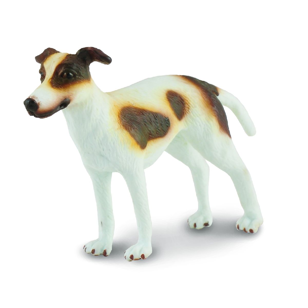 Greyhound Puppy