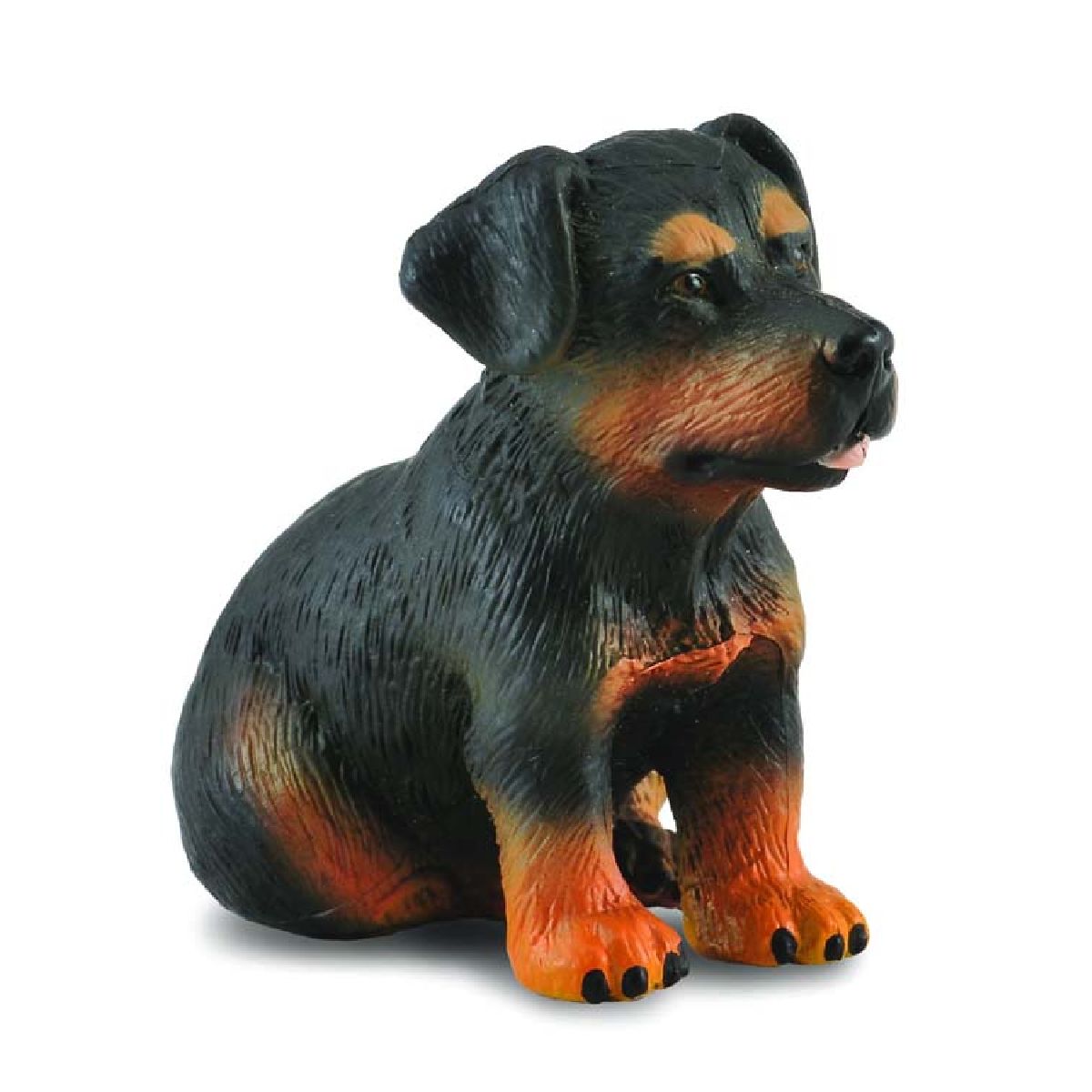 Rottweiler Puppy