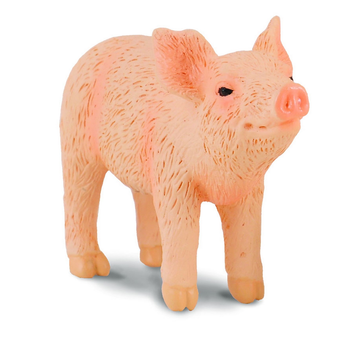 Maialino