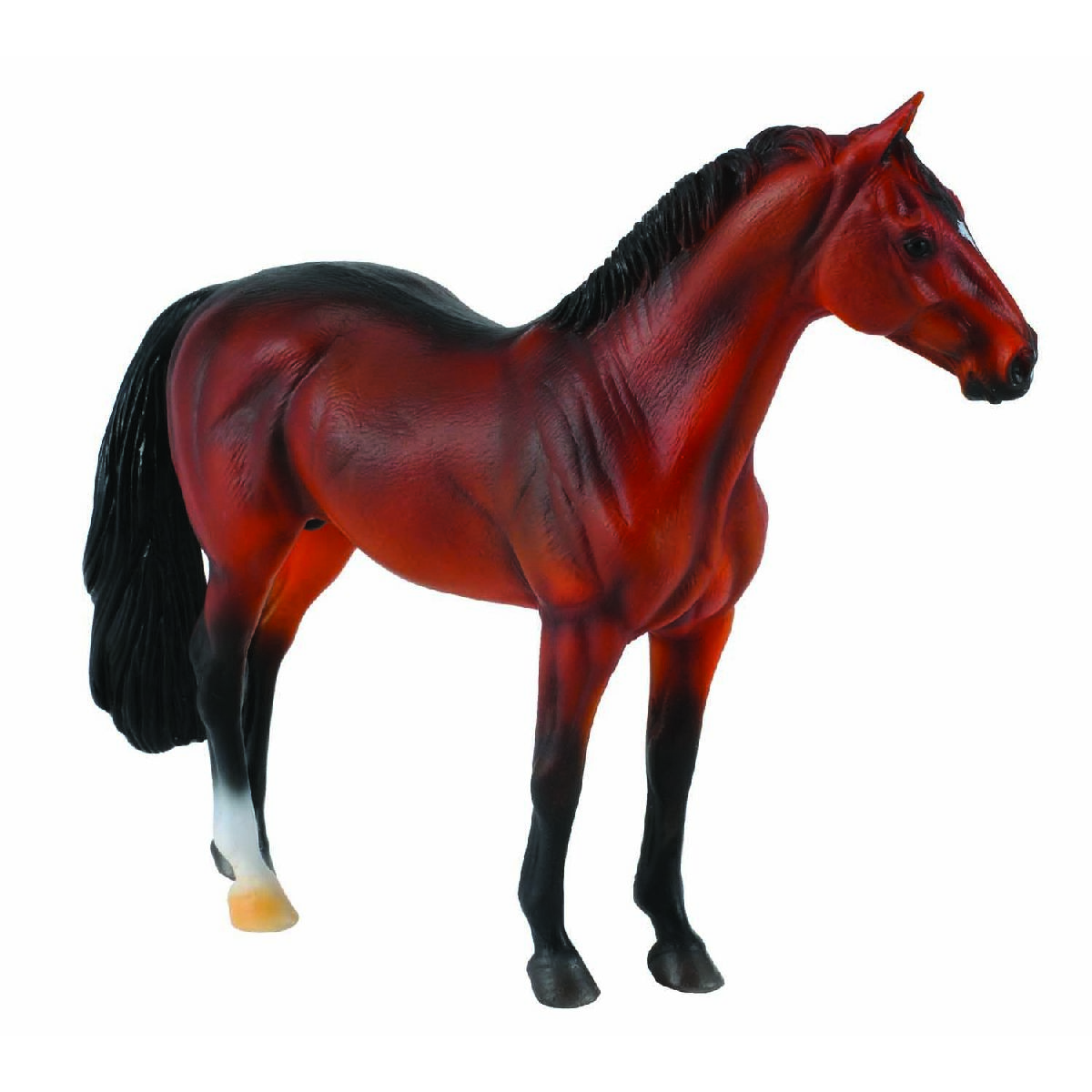 Hanoverian Stallion Bay - XL