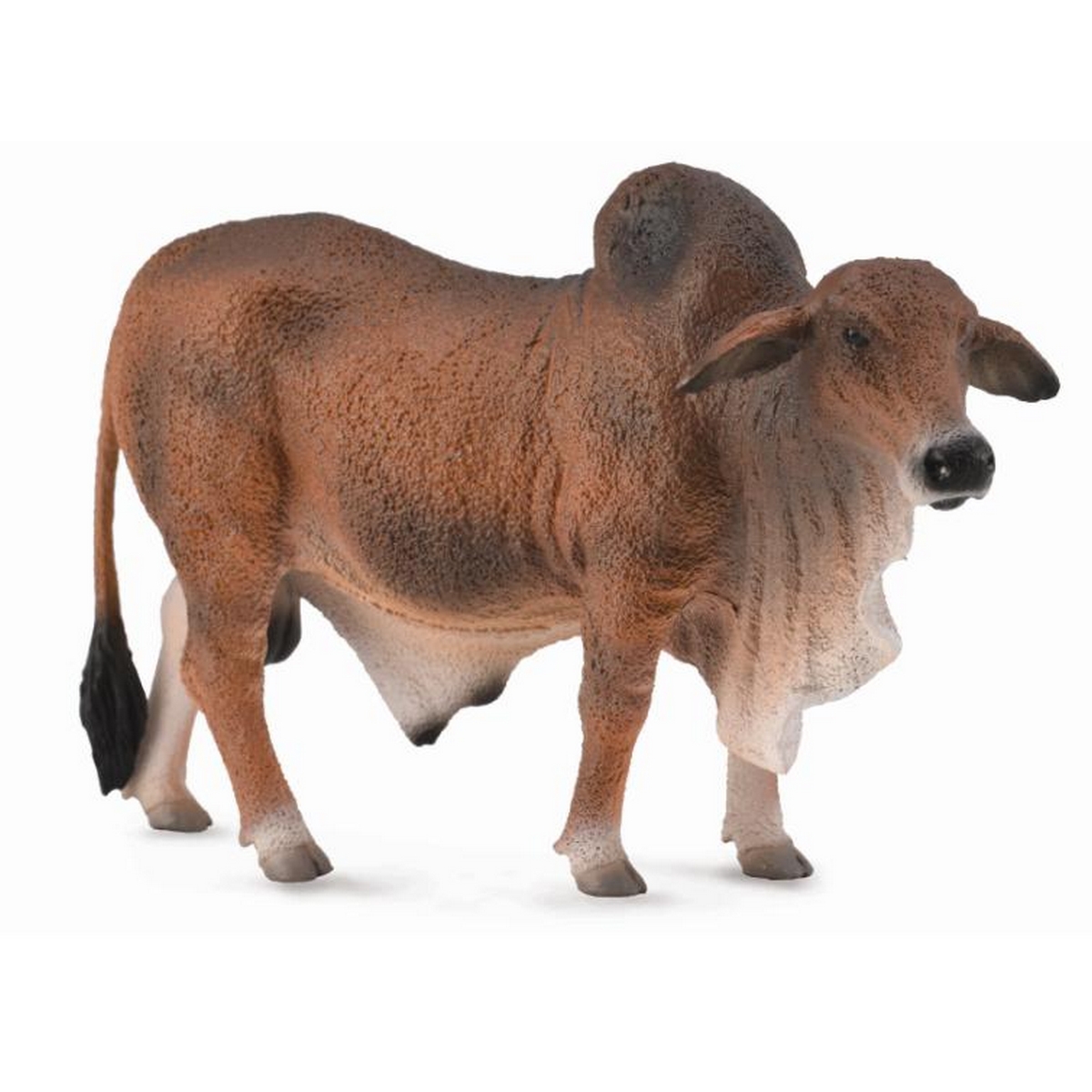 Toro Red Brahman