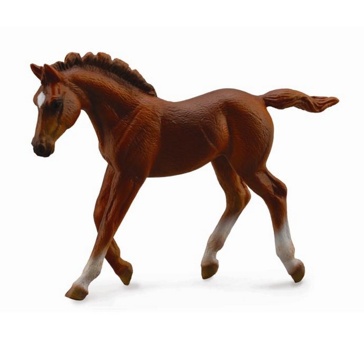 Puledro Thoroughbred