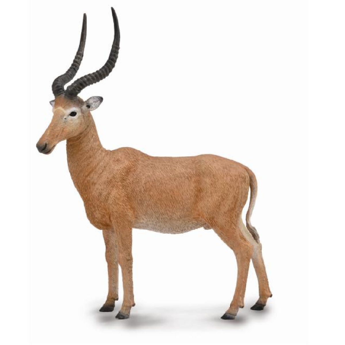 Antilope Damalisco di Hunter