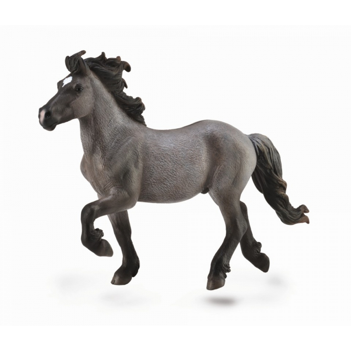 Stallone Islandese Grigio