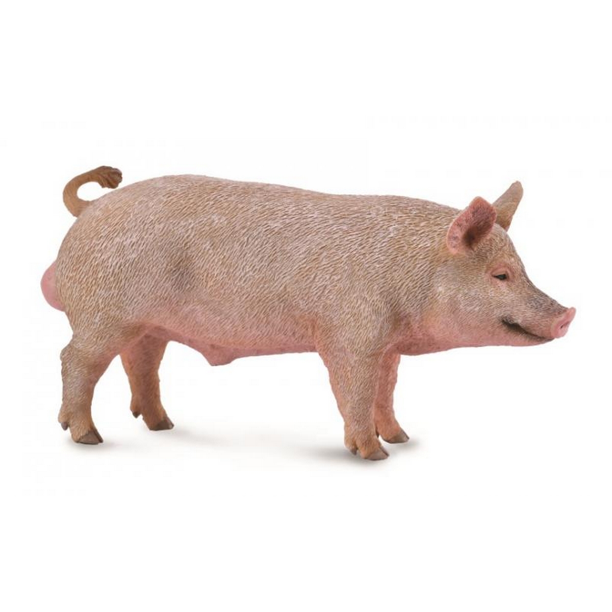 Maiale