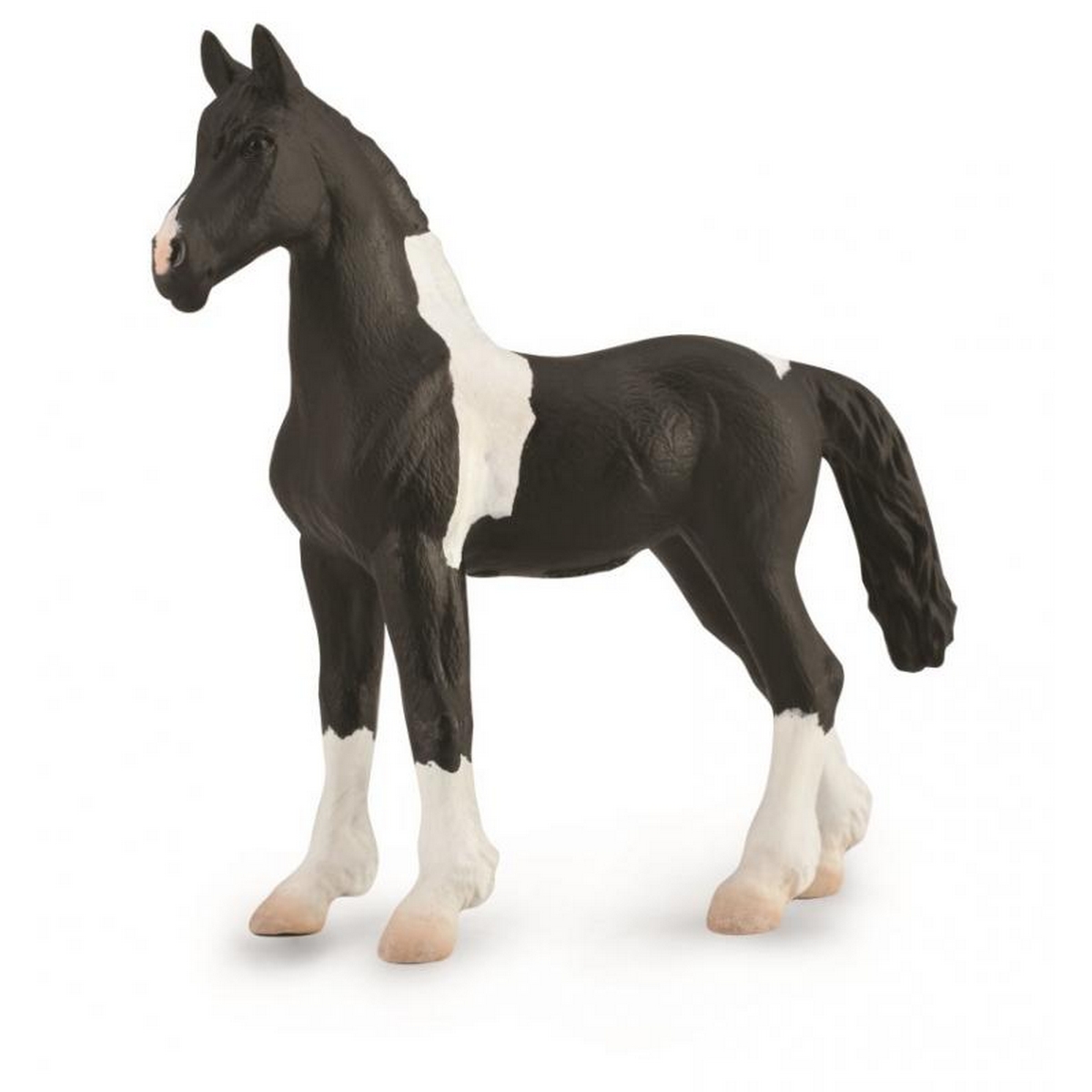 Barock Pinto Foal