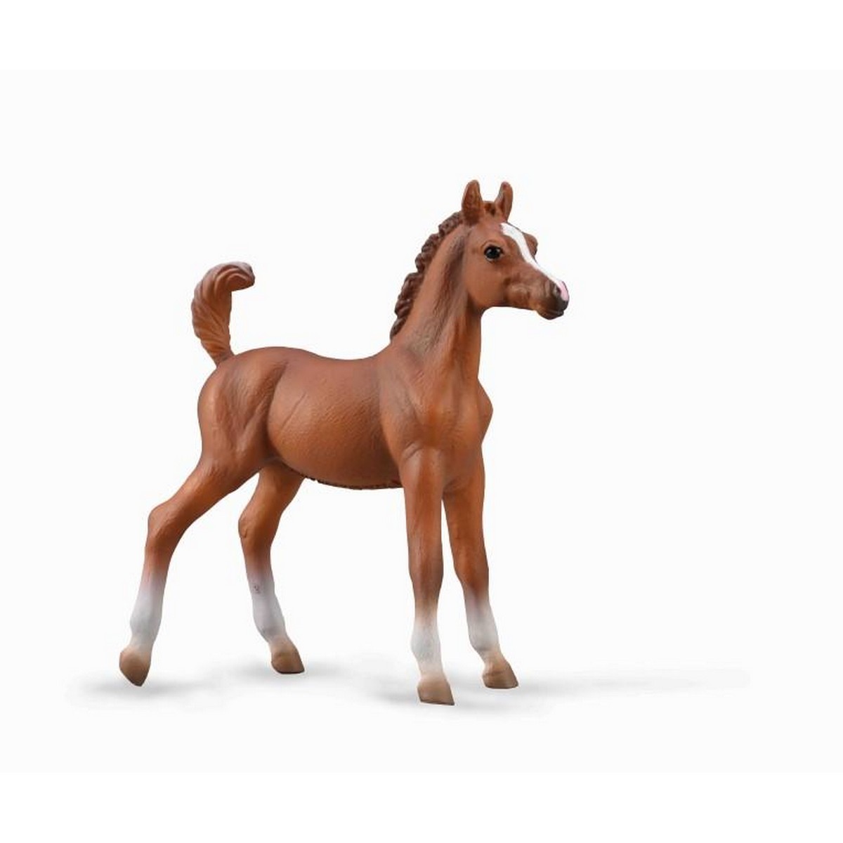Puledro Arabian Chestnut