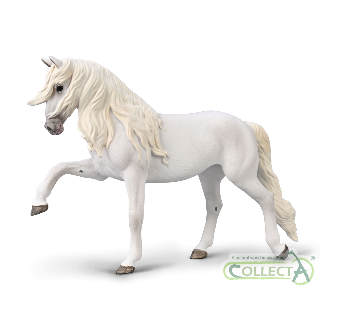 Cavalla Lipizzana Passo Spagnolo