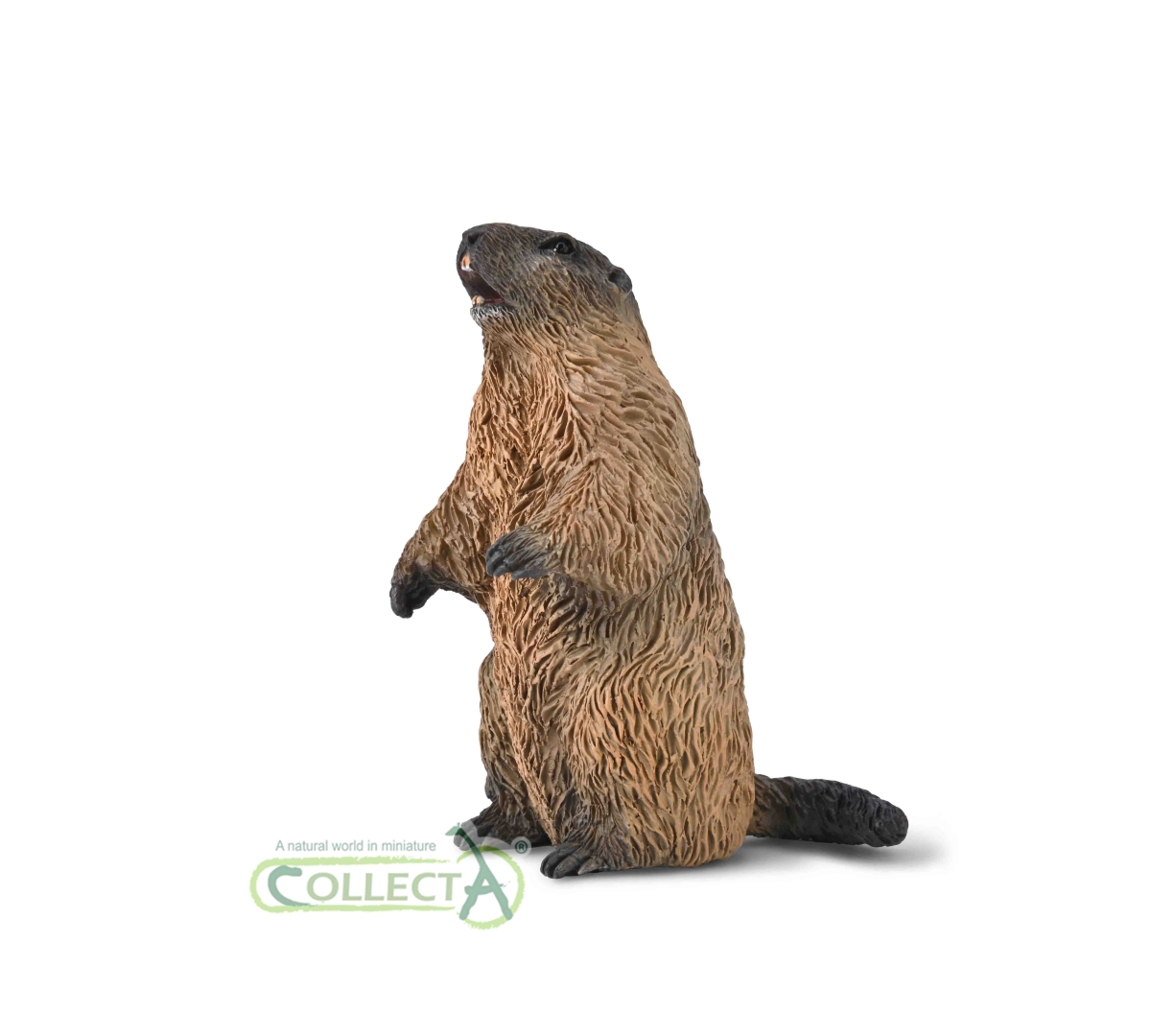 Marmotta