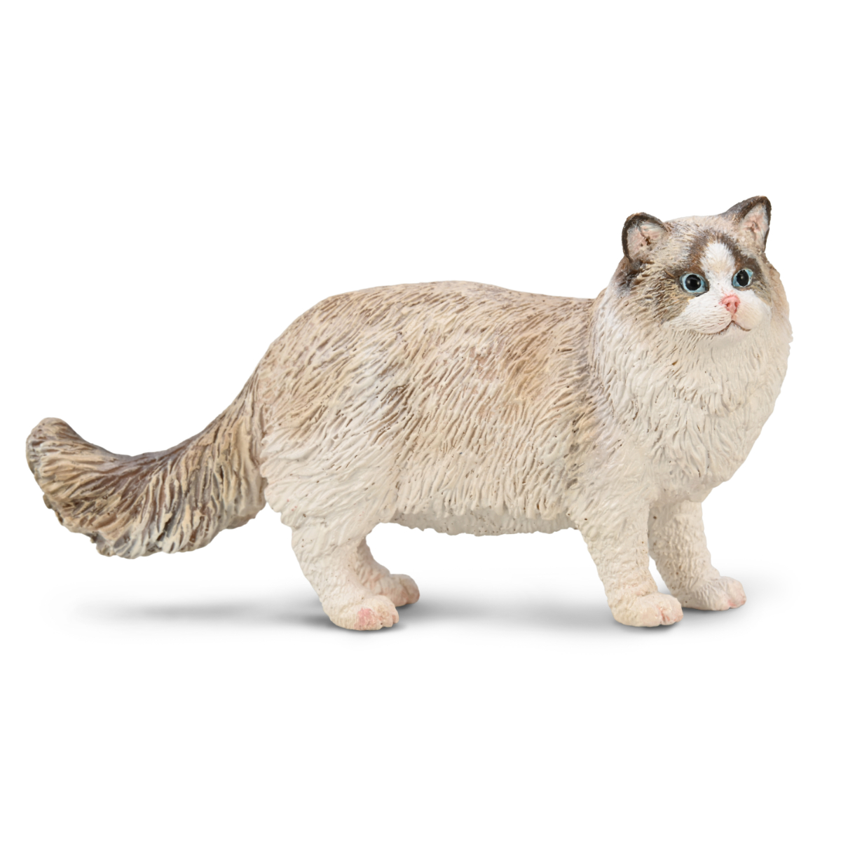80059.COL Ragdoll
