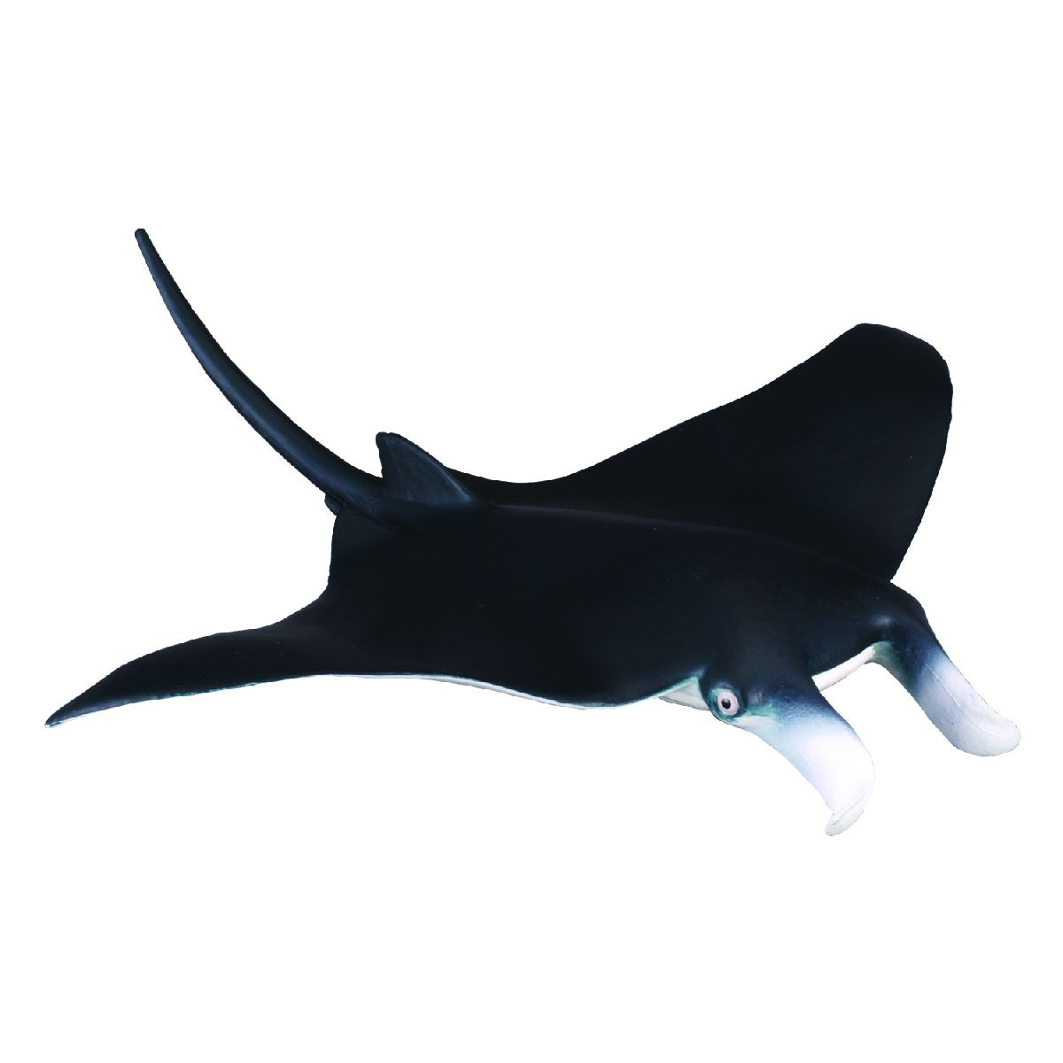Manta Ray