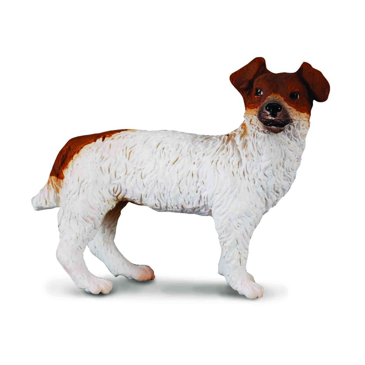 Jack Russell Terrier