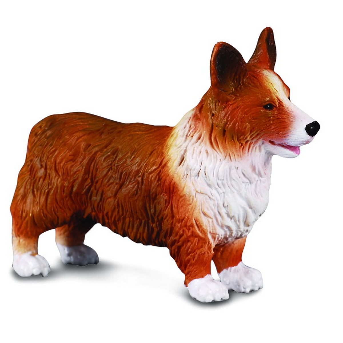 Welsh Corgi