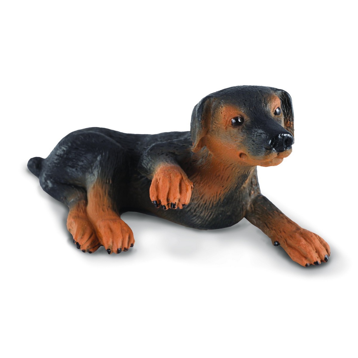 Doberman Pinscher Cucciolo