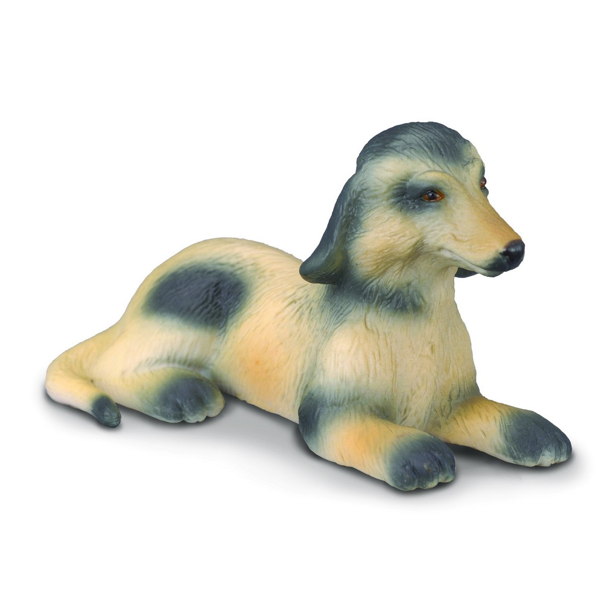 Levriero Afgano Cucciolo