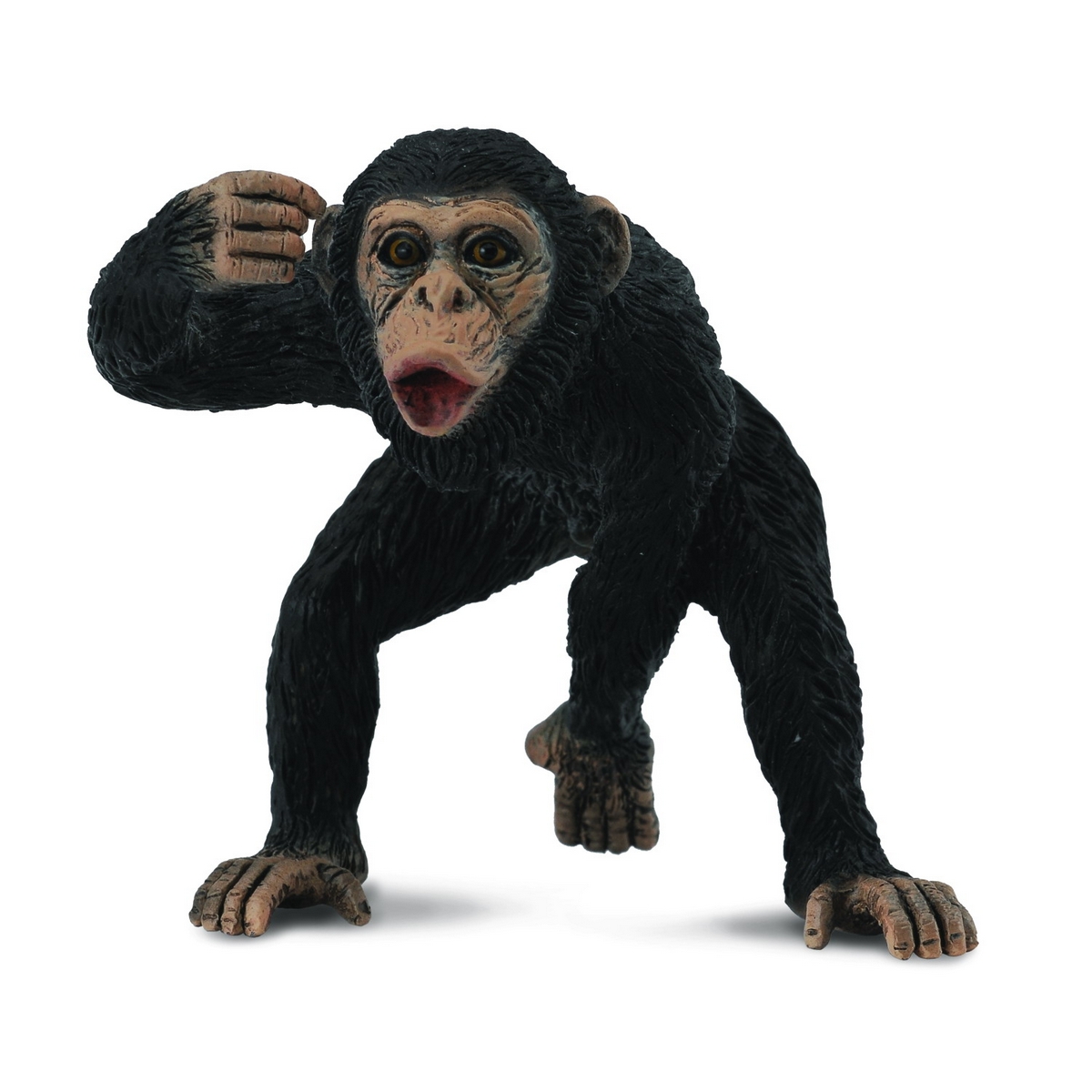 Chimpanzee Maschio