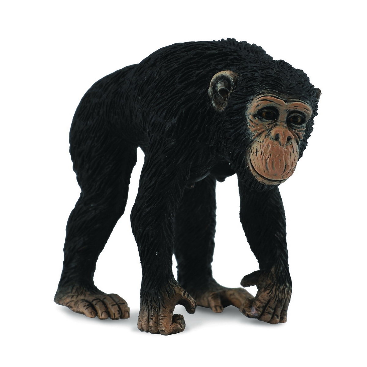 Chimpanzee femmina