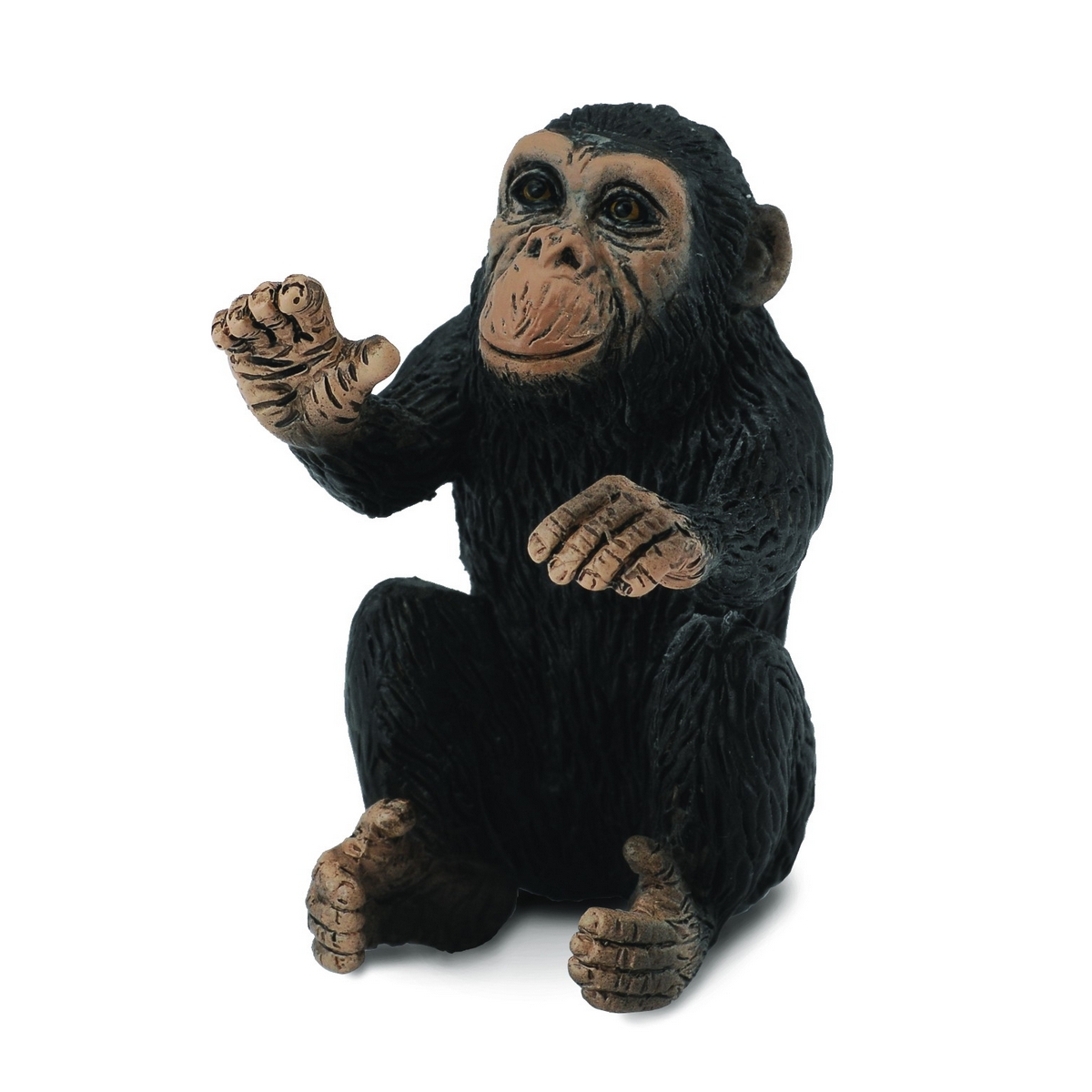 Chimpanzee Cucciolo