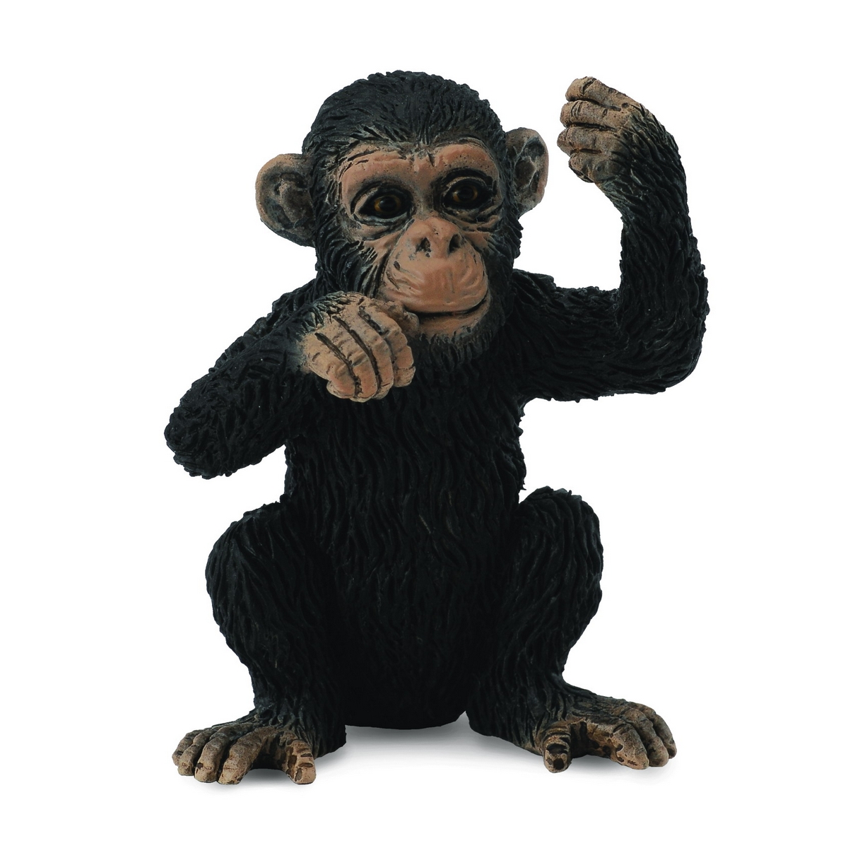 Chimpanzee Cucciolo