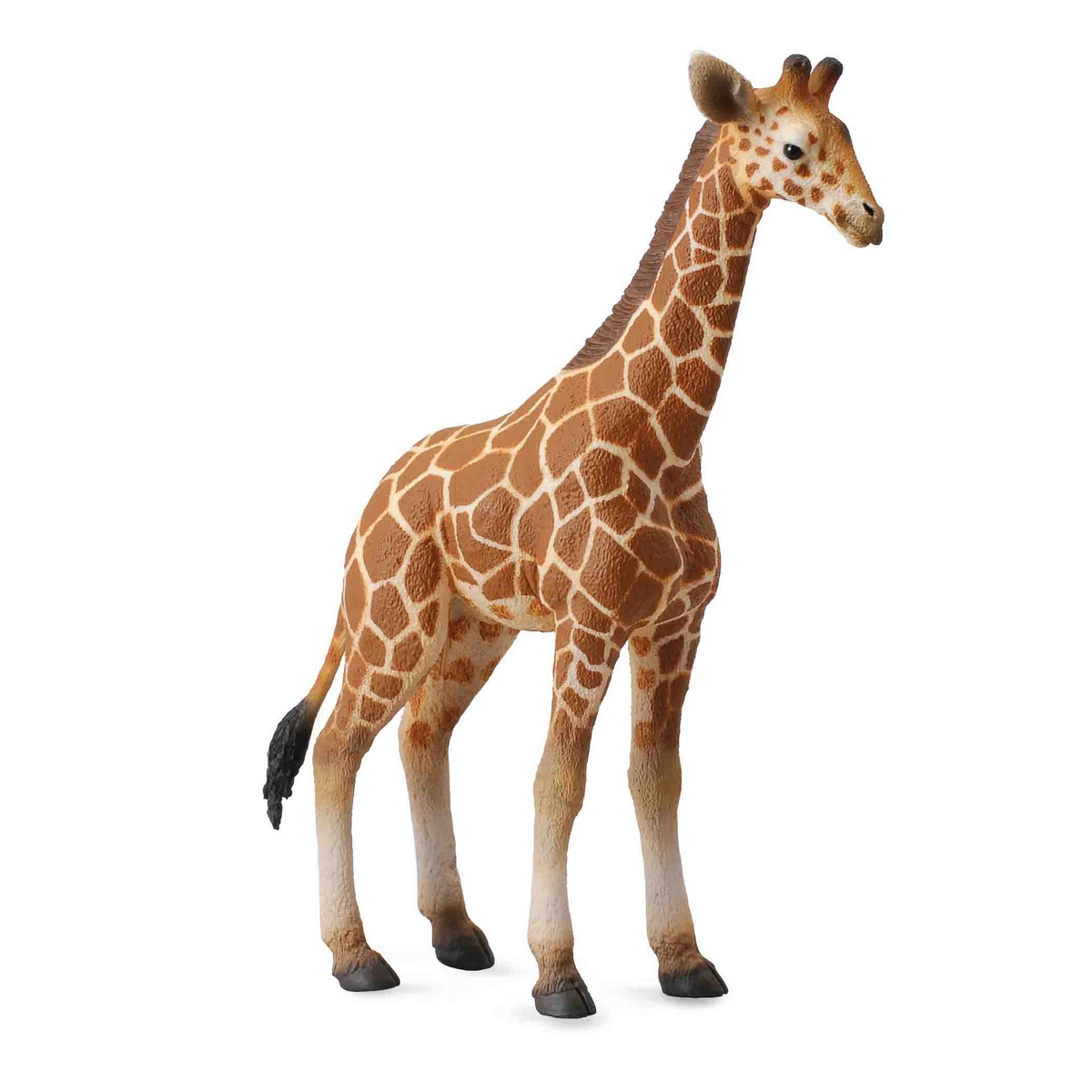 Giraffa Cucciolo