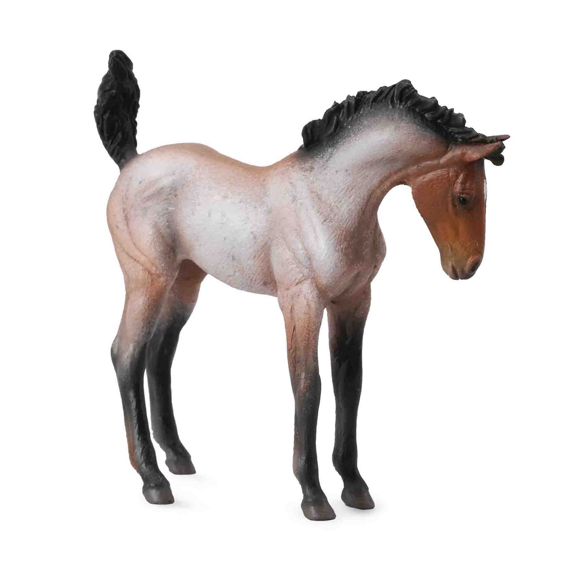 Puledro Mustang – Bay Roan