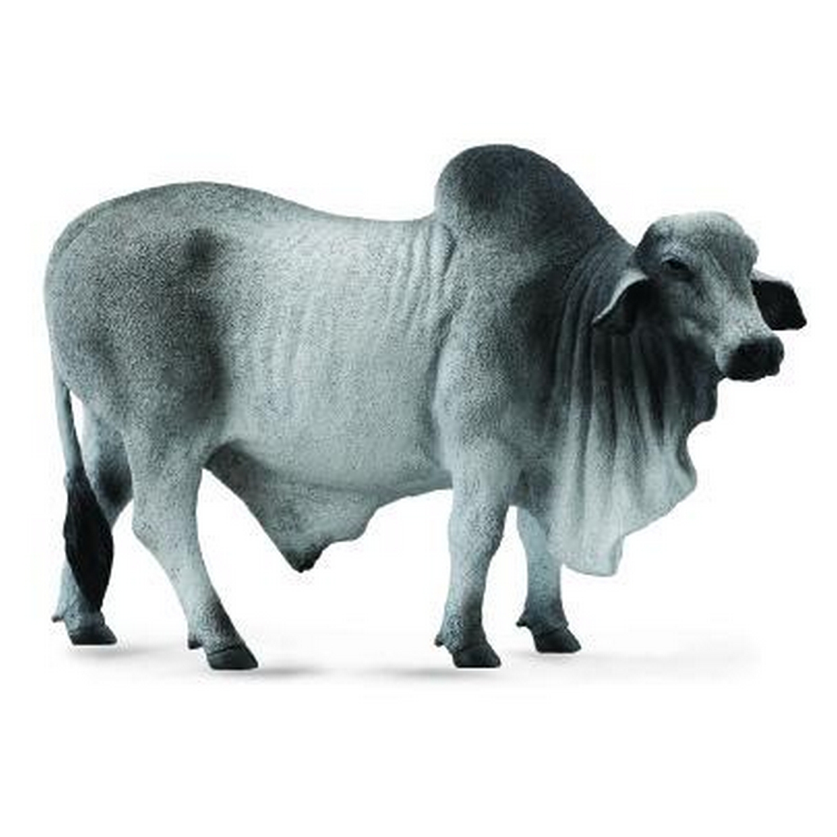 Toro Brahman