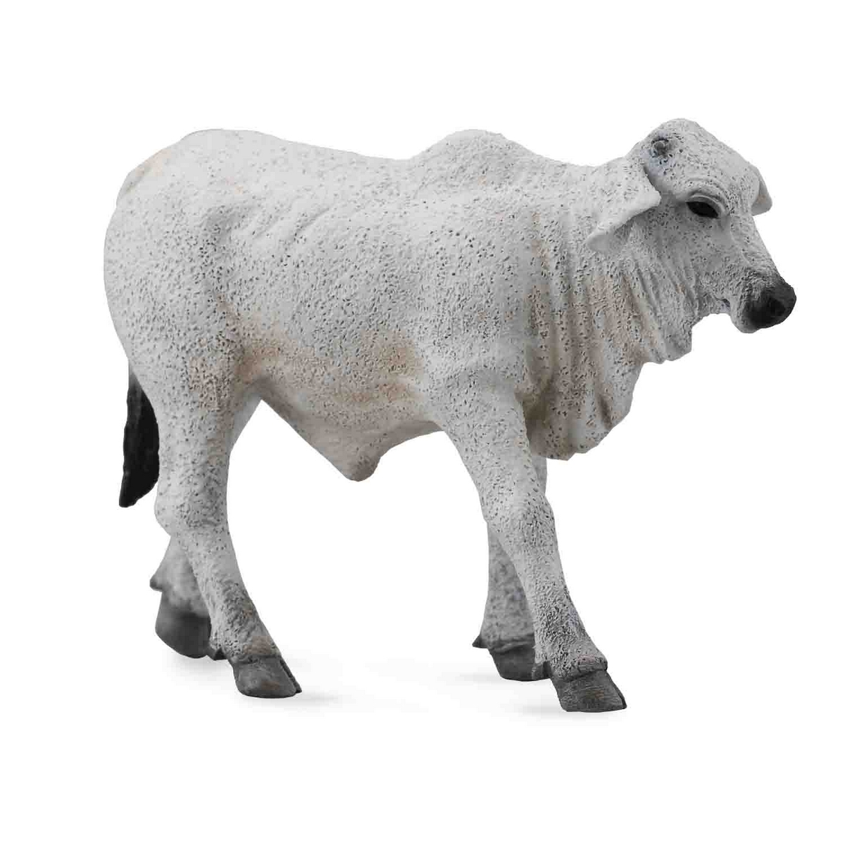 Vitello Brahman