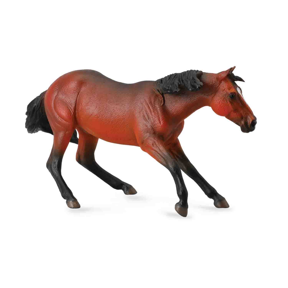 Quarter Horse Stallion - Bay