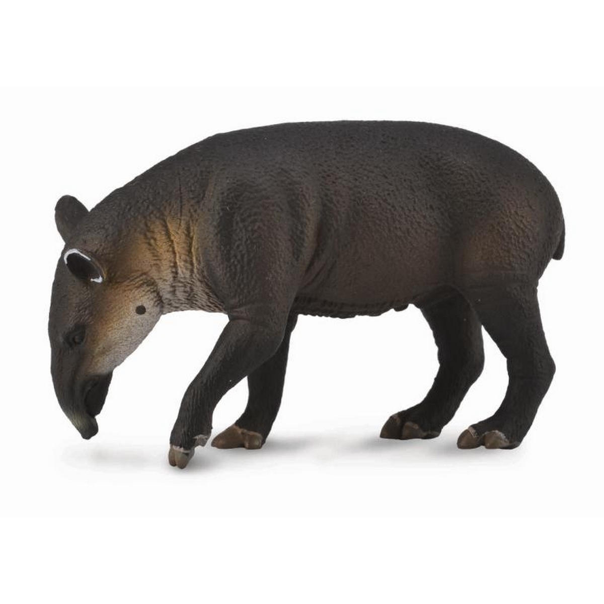 Tapiro di Baird