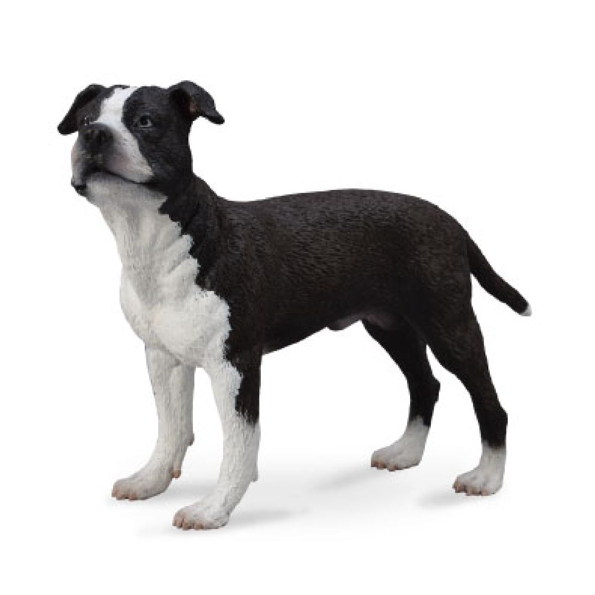 Staffordshire Terrier - L