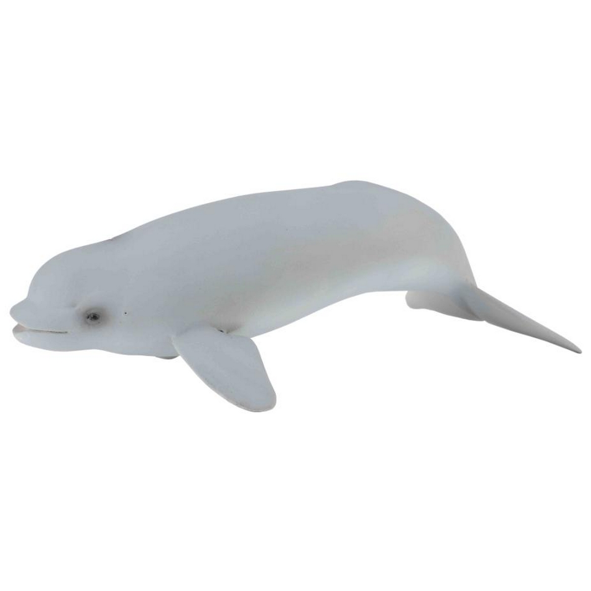 Beluga Cucciolo