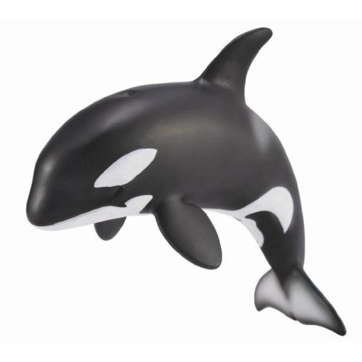 Orca Cucciolo