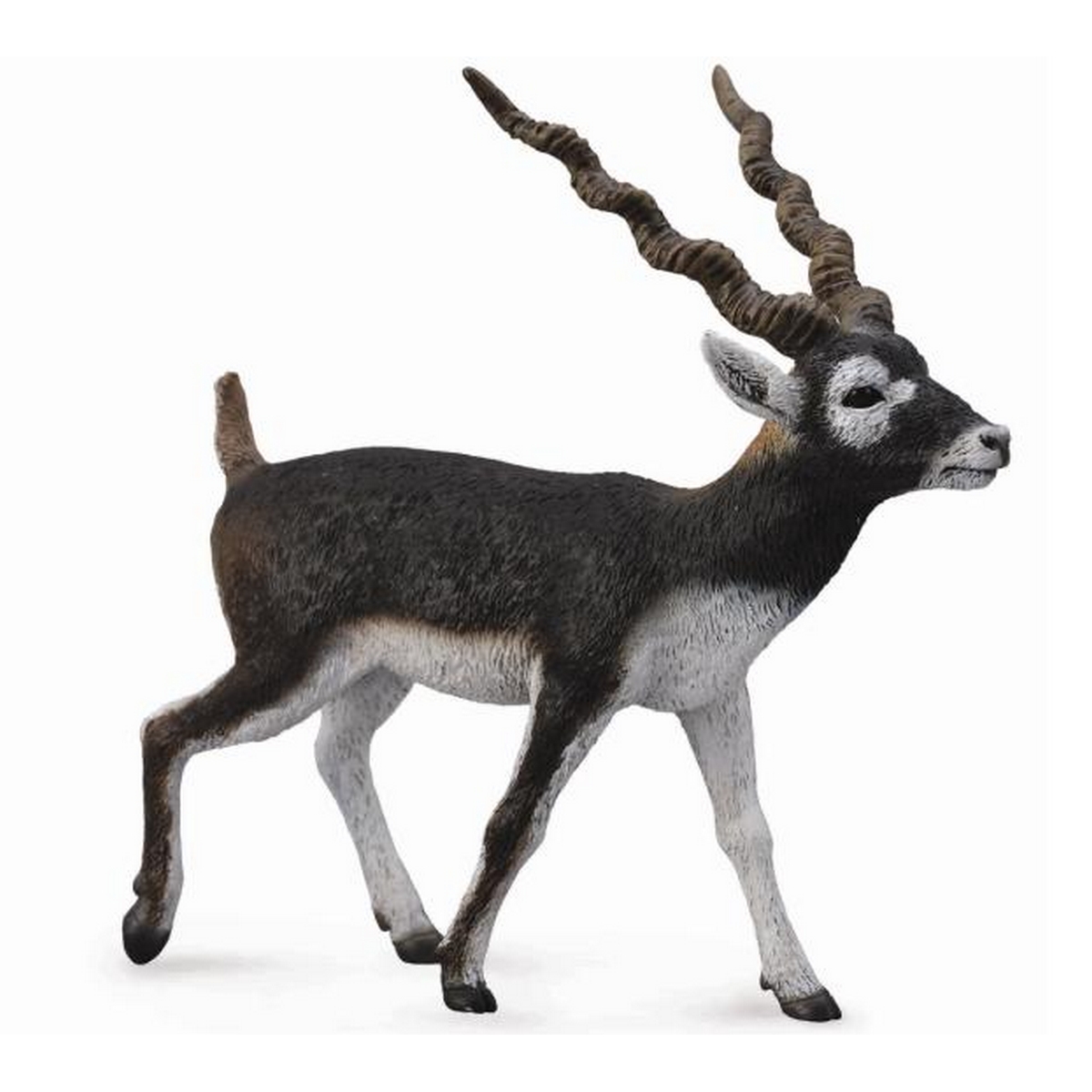 Antilope Cervicapra 