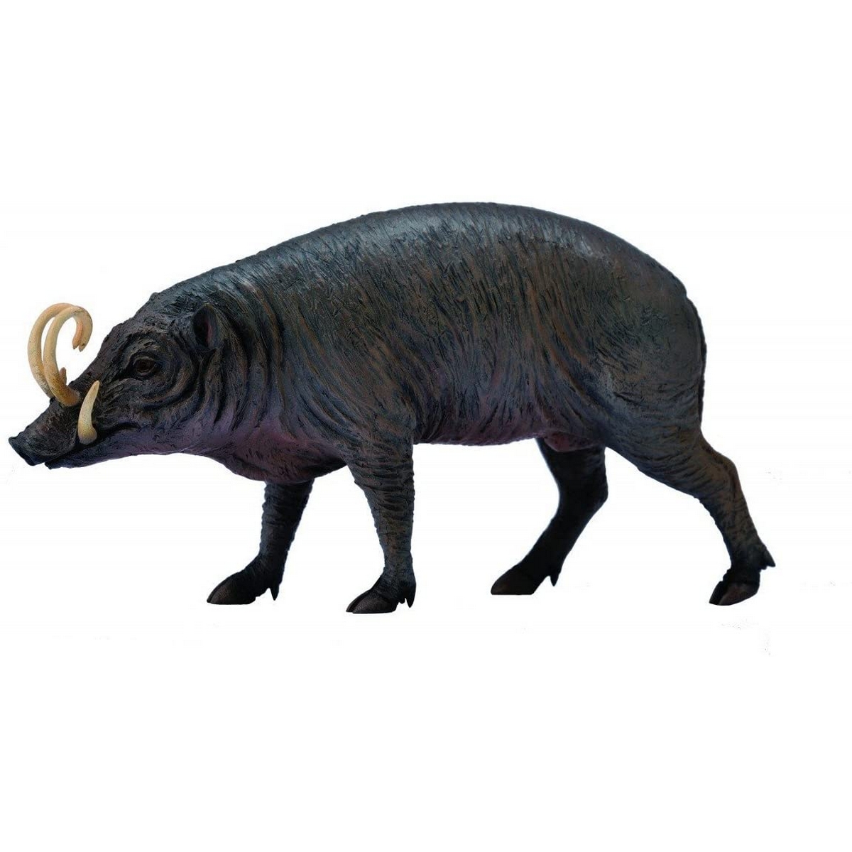 Babirusa
