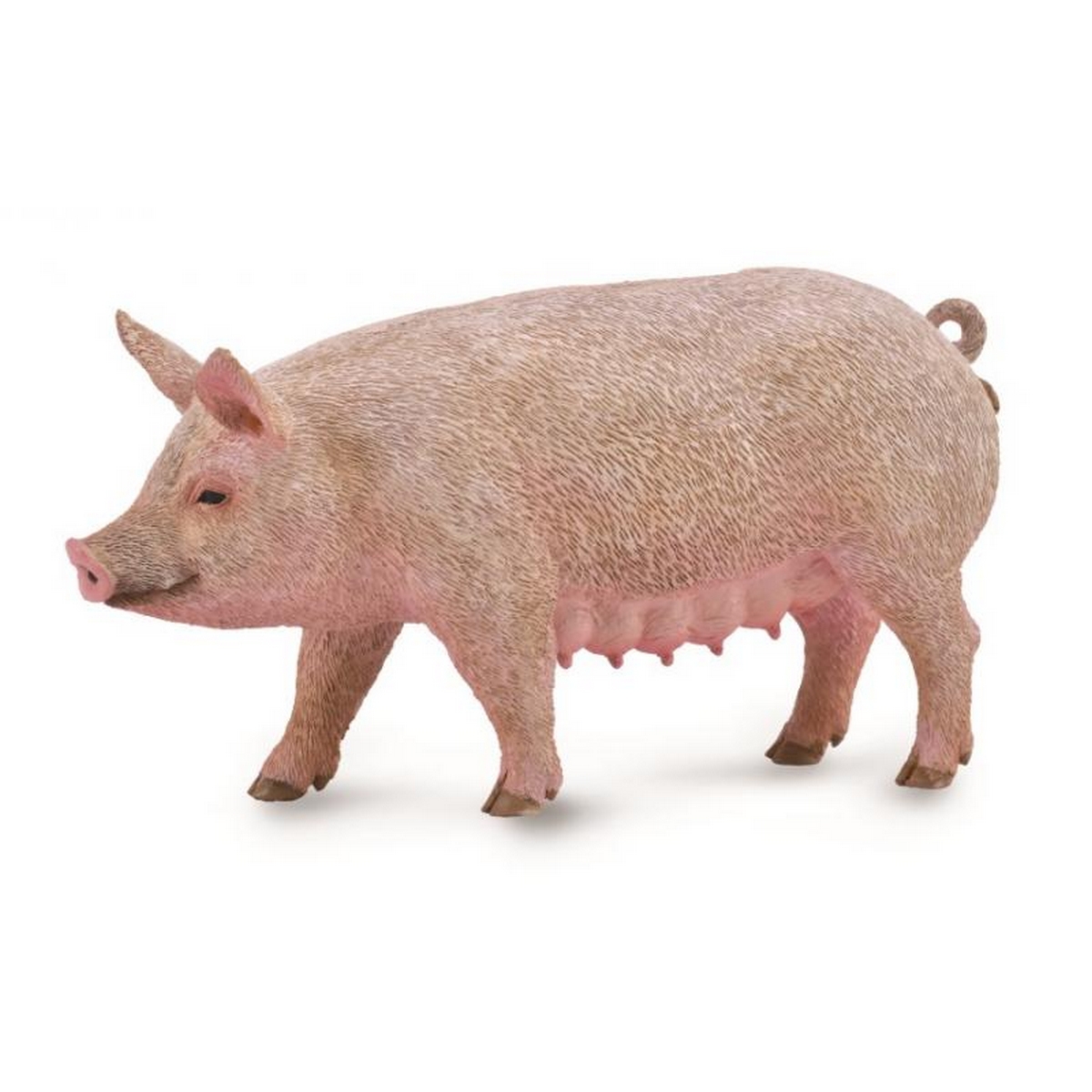 Scrofa