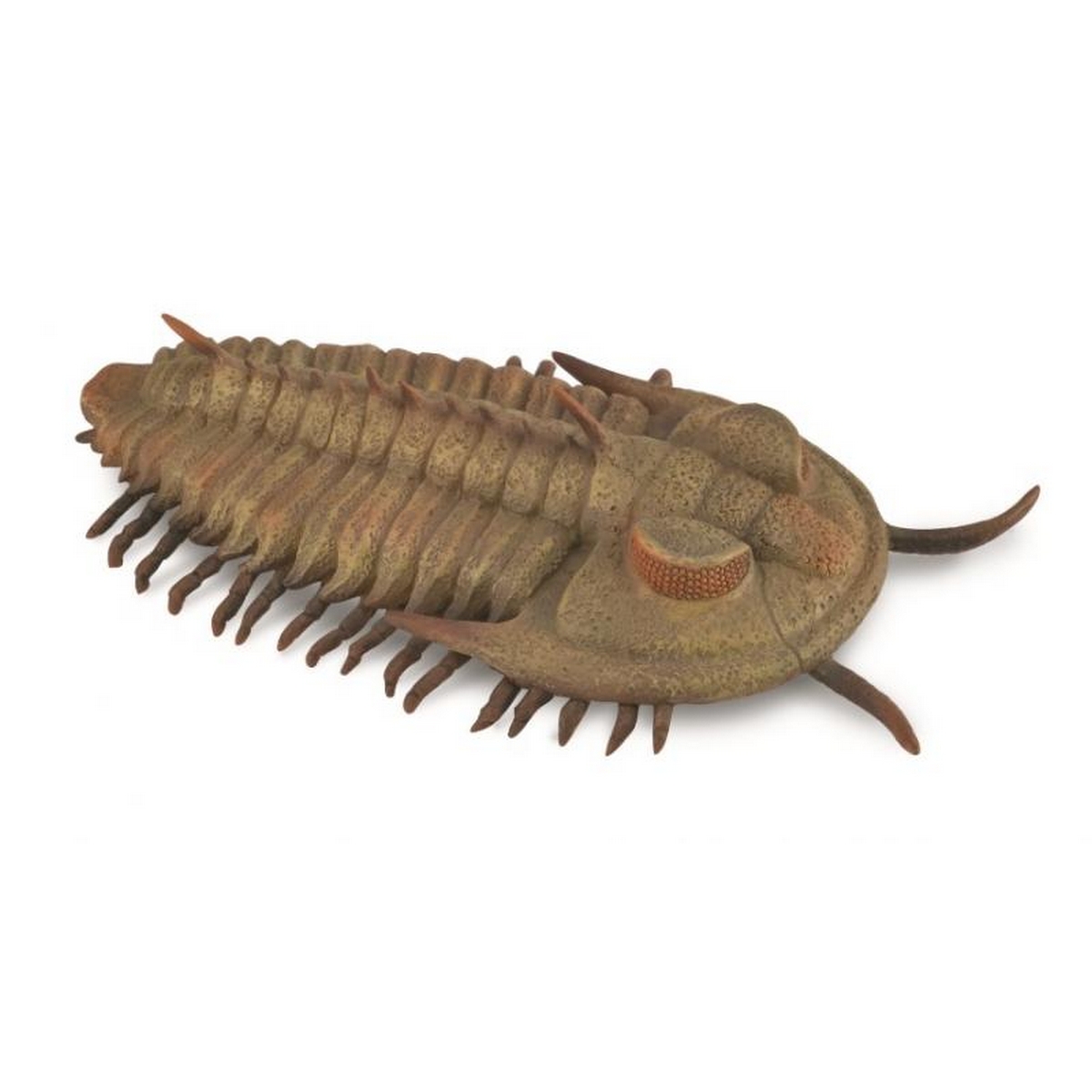 Redlichia Rex Trilobite