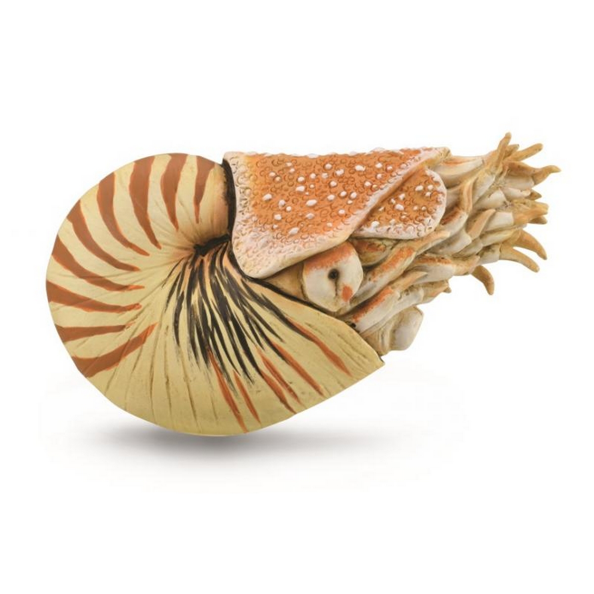 88907.COL Nautilus Pompilius