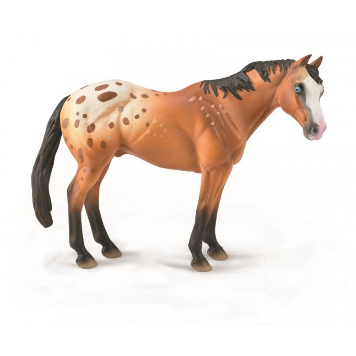 Light Brown Appaloosa Stallion
