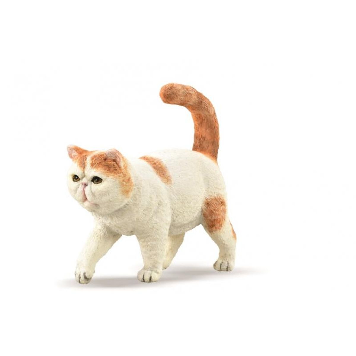 Exotic Shorthair