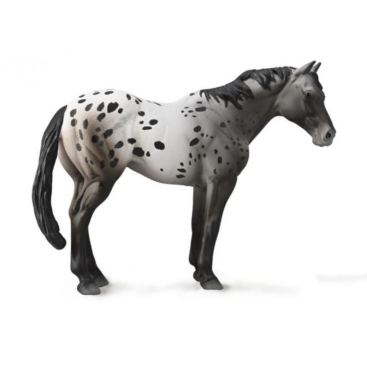 Appaloosa Blue Roan