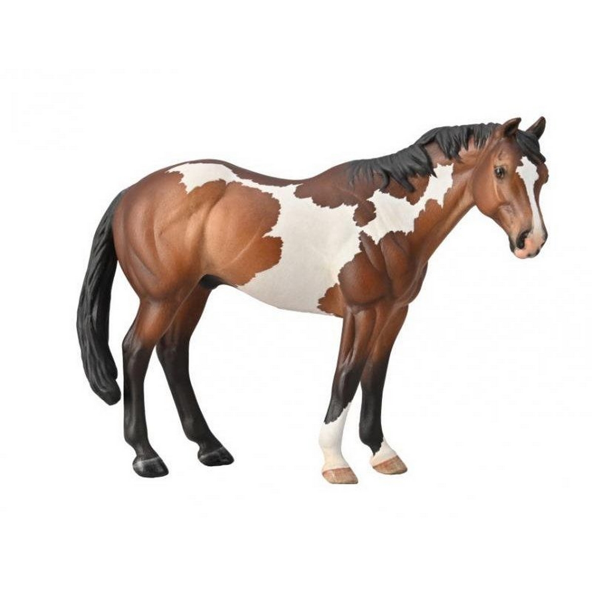 Stallone Appaloosa