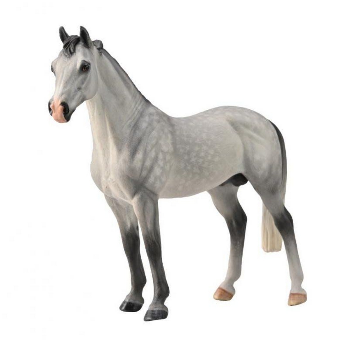 Hanoverian Stallion Grey