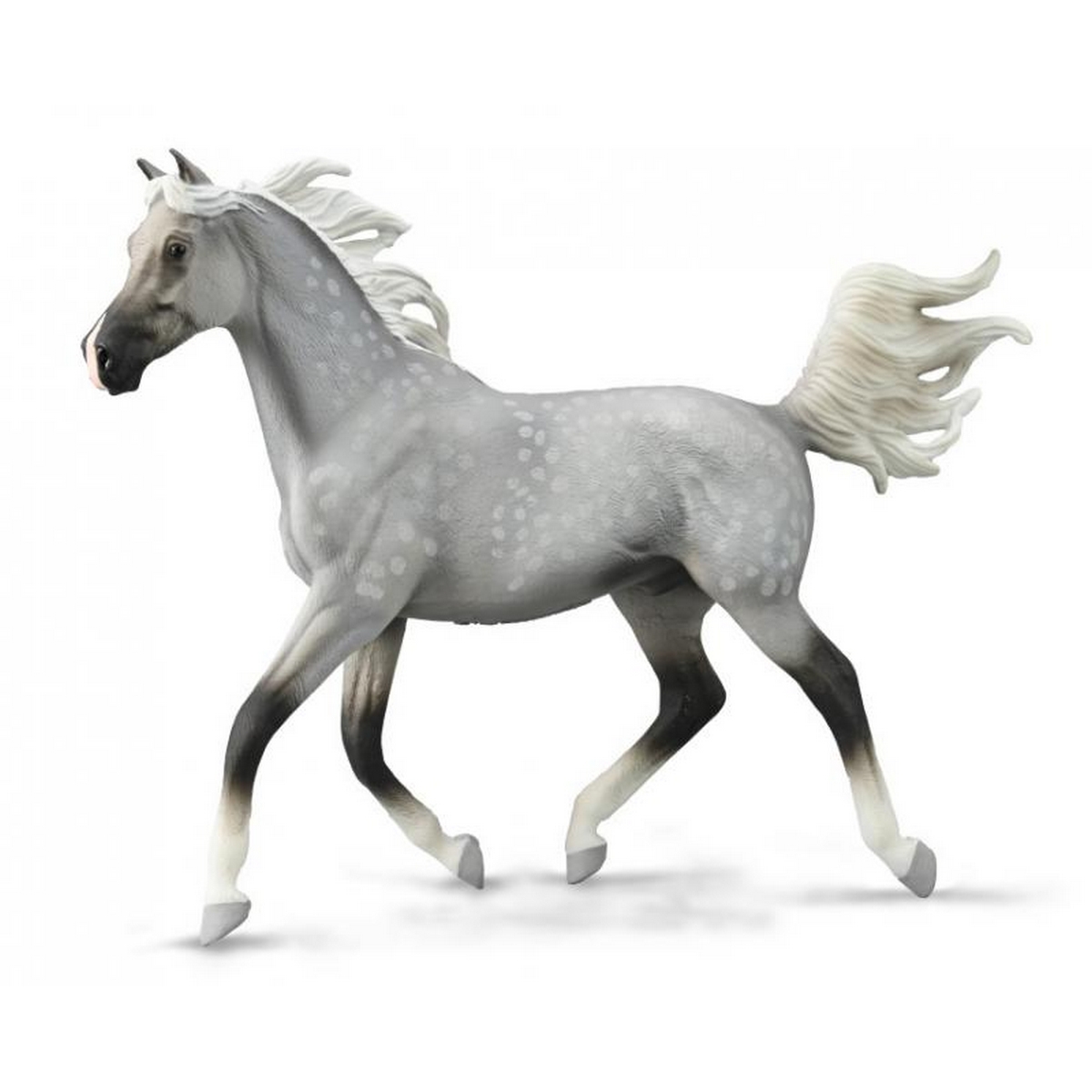 Half Arabian Stallion Dapple Grey