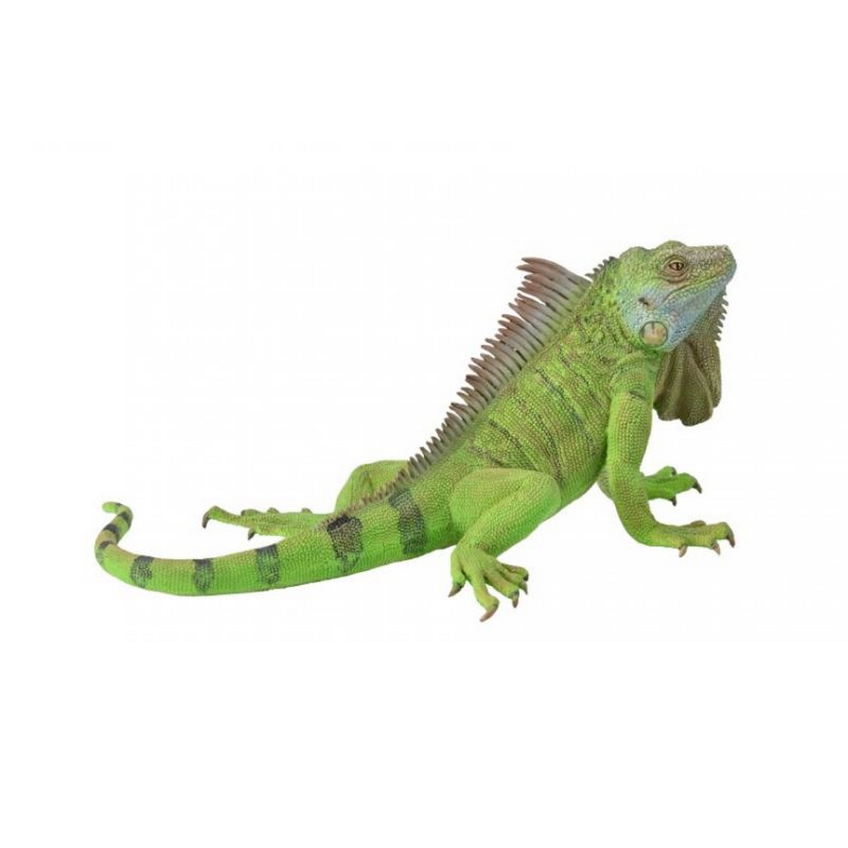 Iguana