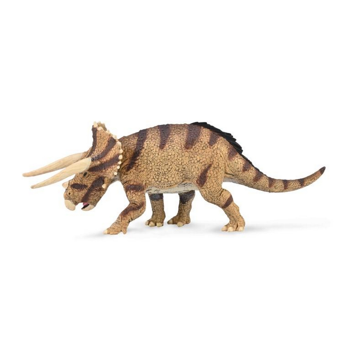 Triceratops horridus - confronting