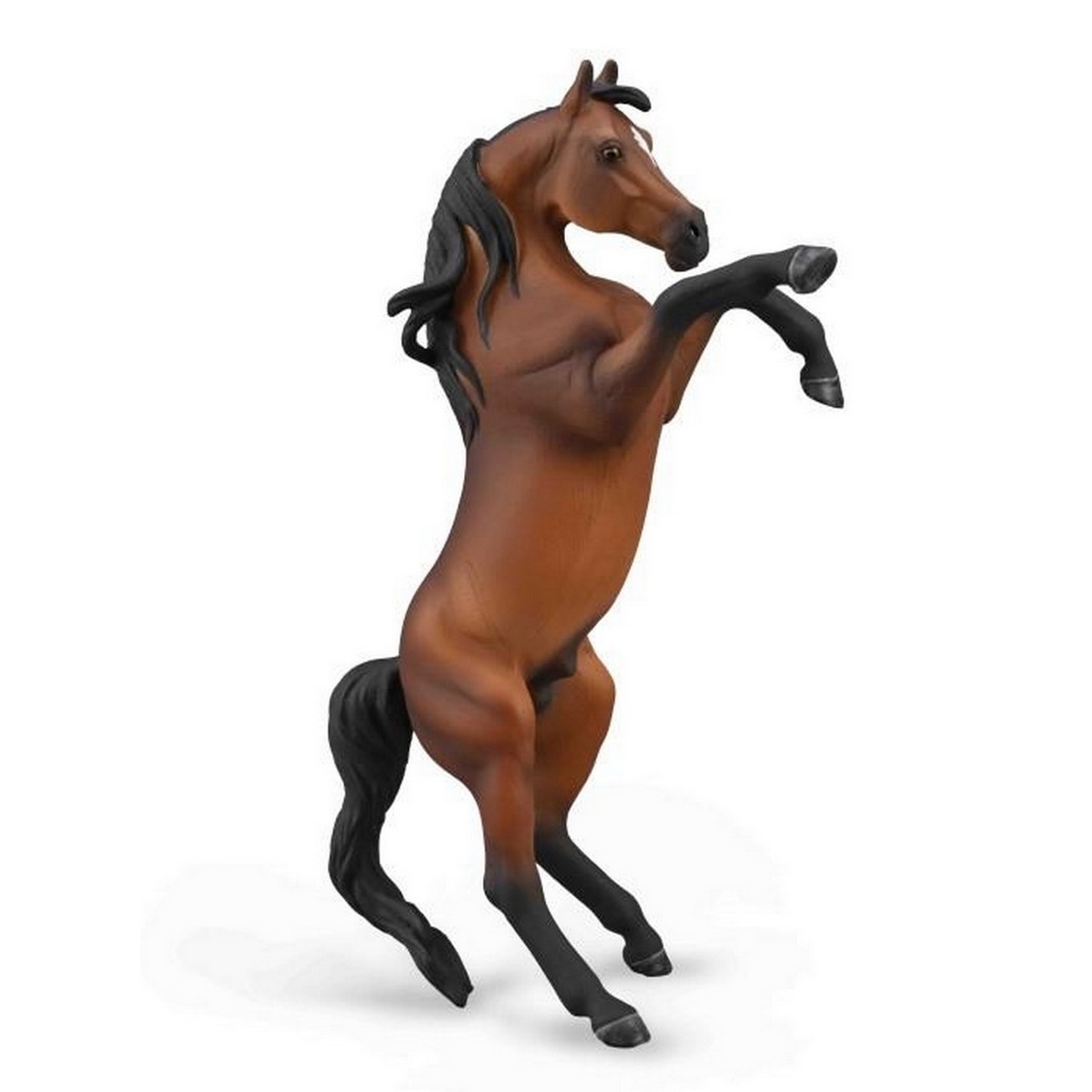 Stallone Arabian Rearing - Bay