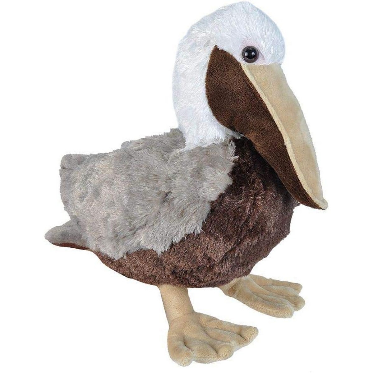 Pellicano Marrone